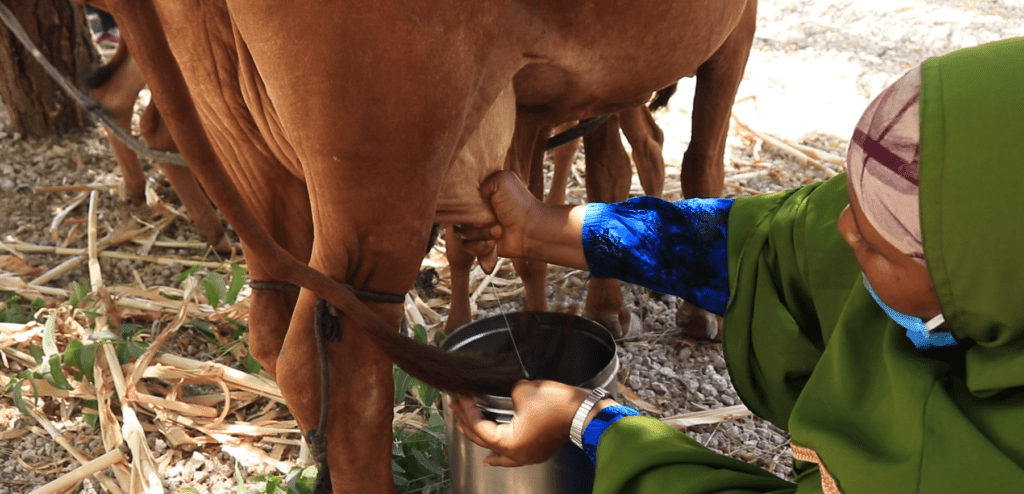 MILKING COW SOMALIA