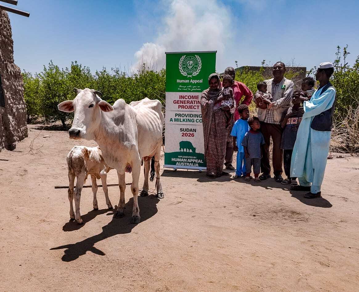 Milking Cow Sudan 1