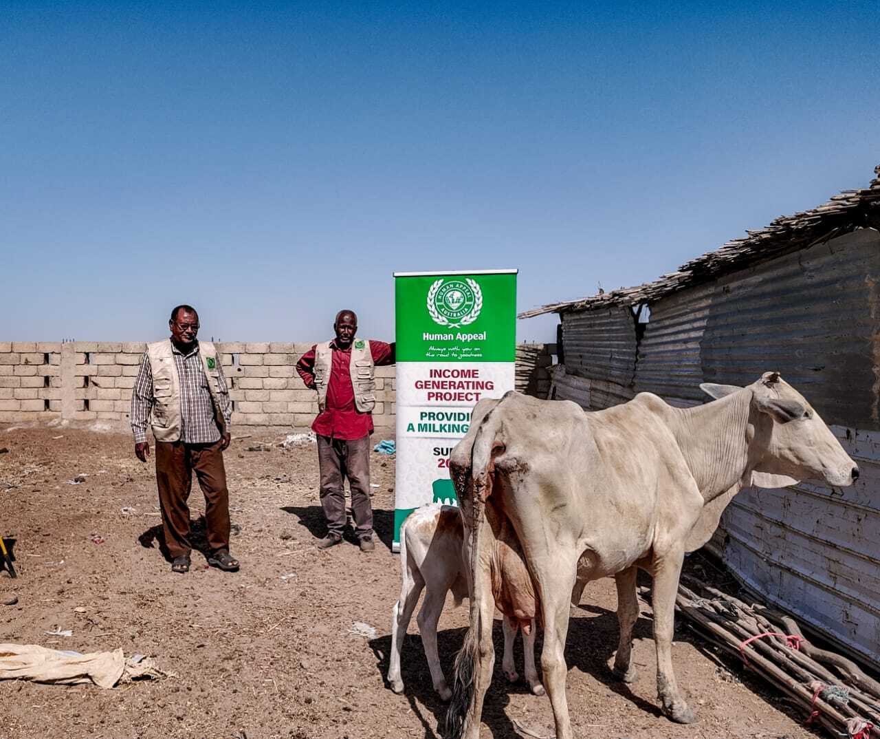 Milking Cow Sudan 2